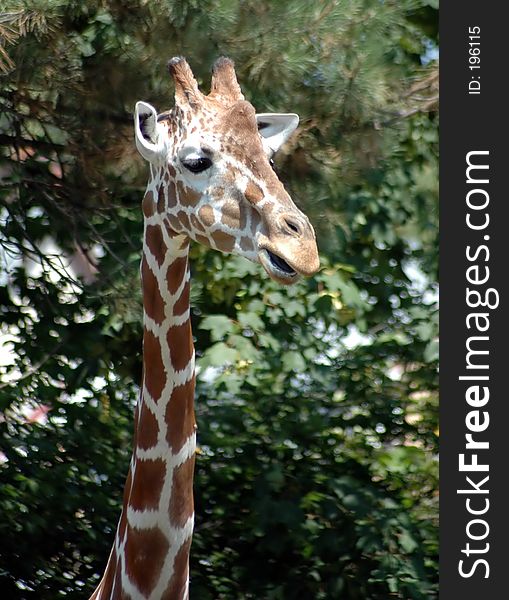 Another view of a giraffe,Buffalo zoo,Buffalo,New York. Another view of a giraffe,Buffalo zoo,Buffalo,New York