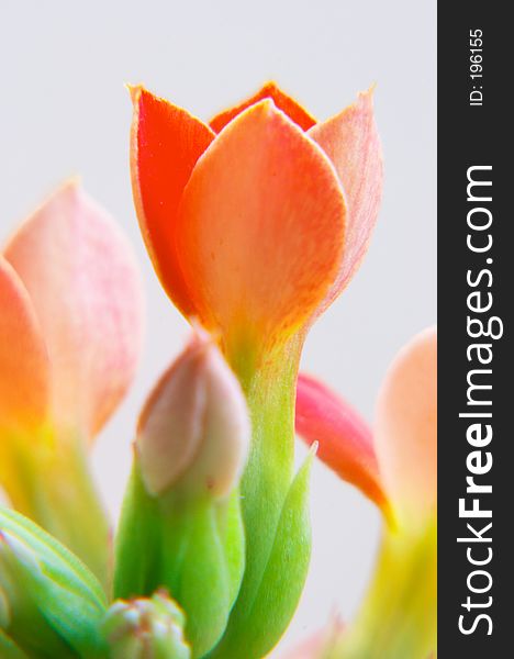 Red kalanchoe - close-up lens x2