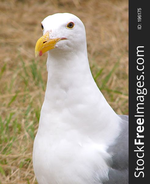 A sea-gull on the ocean