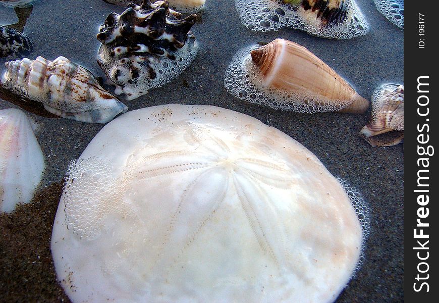 A group of sea-shells on the beach. A group of sea-shells on the beach