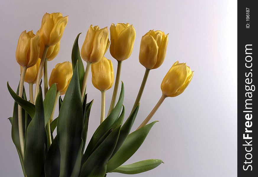 Yellow tulips on lavender. Yellow tulips on lavender