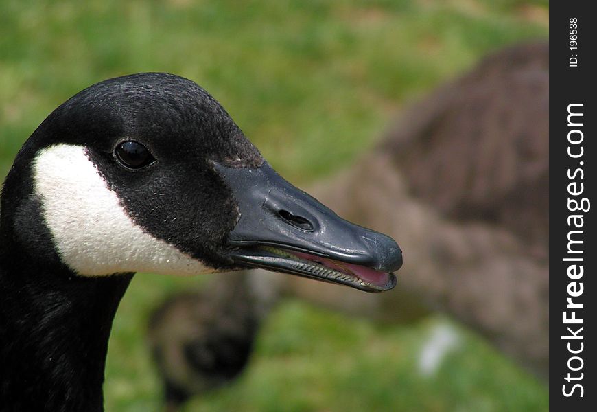 Closeup goose