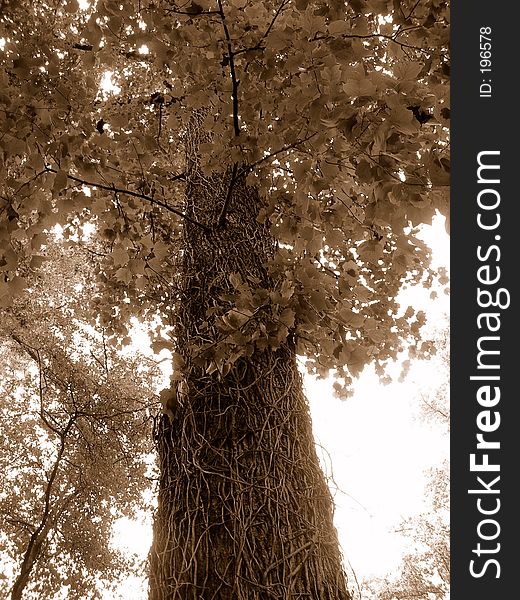 Big sepia tone tree. Big sepia tone tree