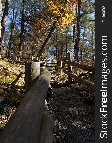 A path in an autumn forest. A path in an autumn forest