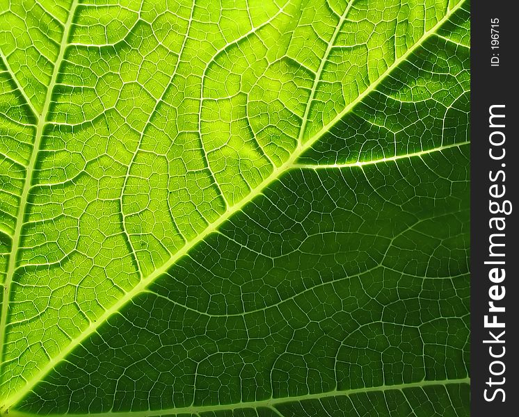 Leaf of cymbling in back-light