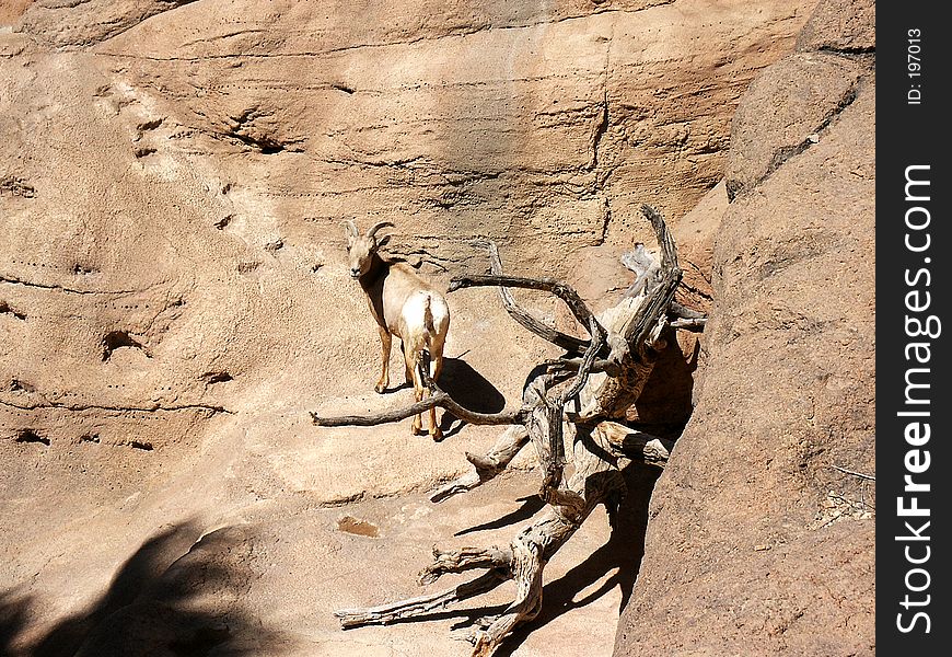 Mountain sheep at the Arizona Sonora Desert Museum, Tucson