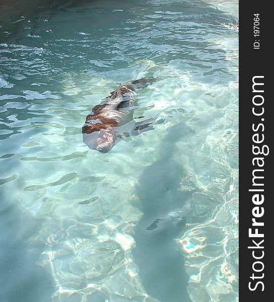 Sea lion swimming on side under water.Buffalo zoo.Buffalo,New York. Sea lion swimming on side under water.Buffalo zoo.Buffalo,New York