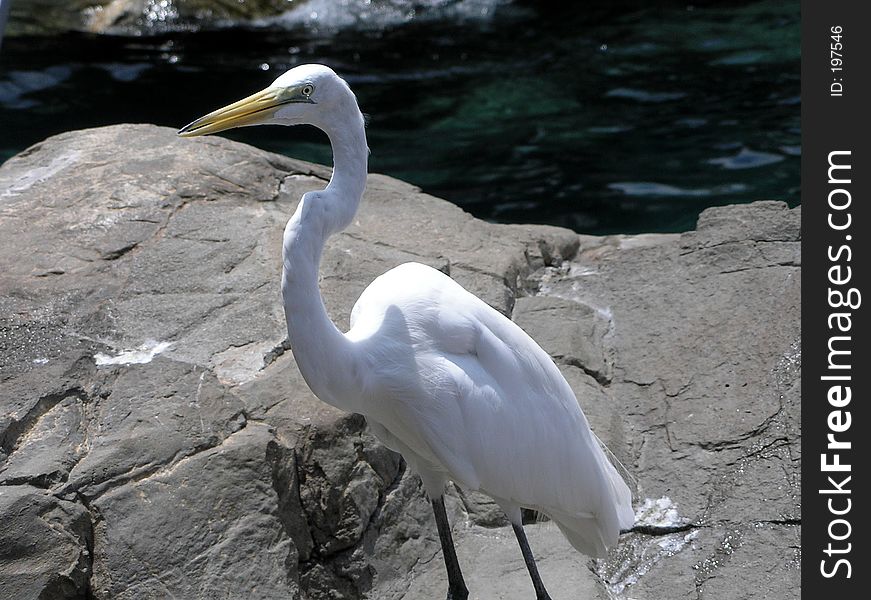 This great egret stands in front of a rock.