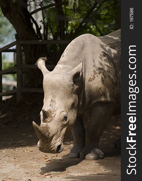 A magnificent whte rhinoceros. A magnificent whte rhinoceros