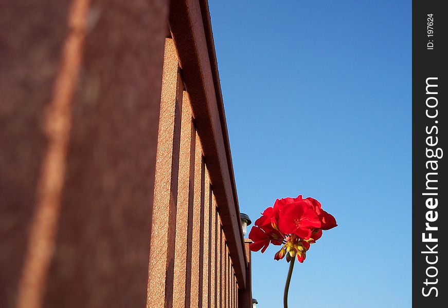 A geranium flower rises into the sky alongside a deck railing. A geranium flower rises into the sky alongside a deck railing