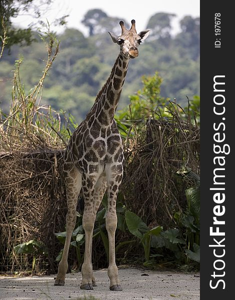 A baby giraffe stands tall