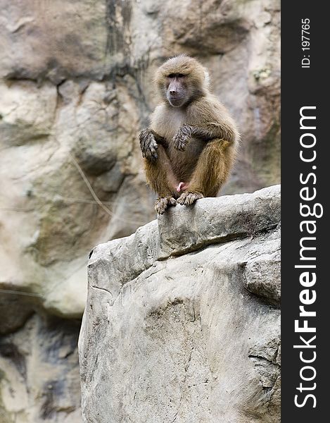 A Hamadryas baboon is wet after swimming. A Hamadryas baboon is wet after swimming