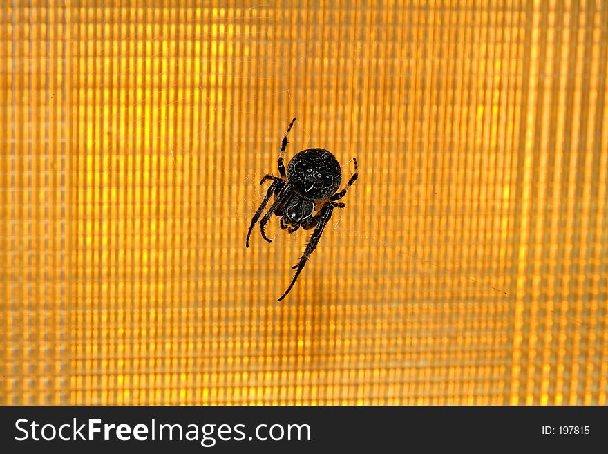 Close-up of a spider on industrial light