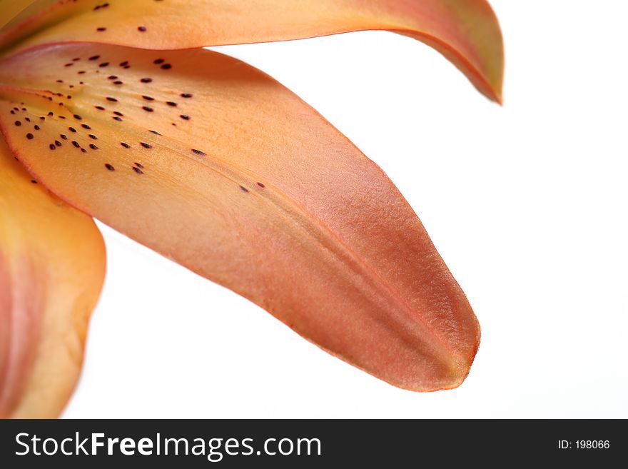 Lily petals macro isolated over white background. asiatic lily, shallow dof. Lily petals macro isolated over white background. asiatic lily, shallow dof.