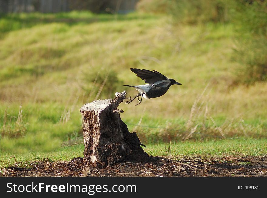 A bird taking off. A bird taking off