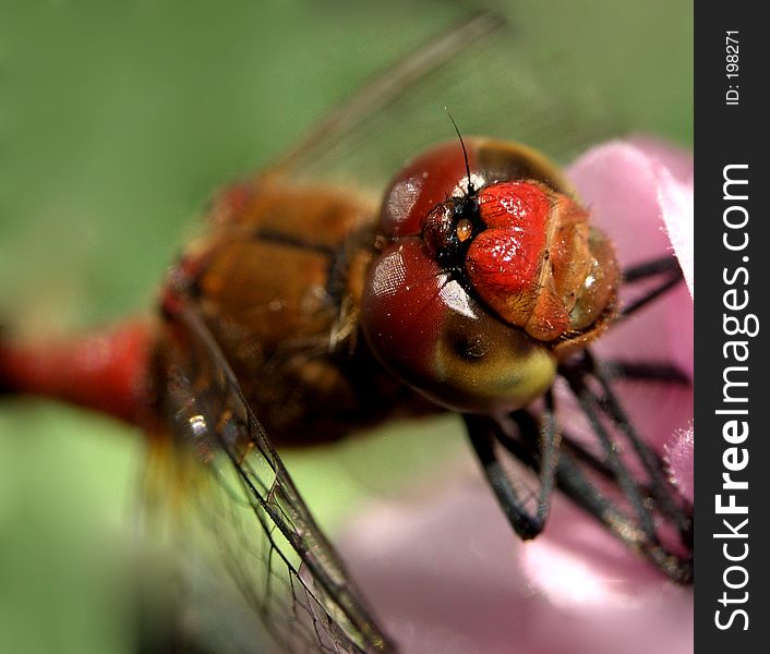 Here is a dragon fly on a flower. Here is a dragon fly on a flower.