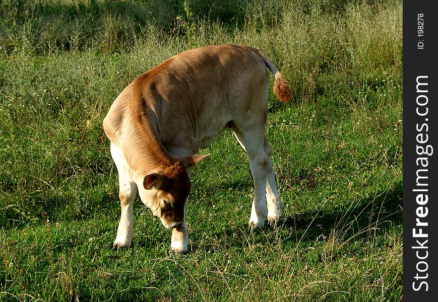 Is a cow cub wich eat grass. Is a cow cub wich eat grass.