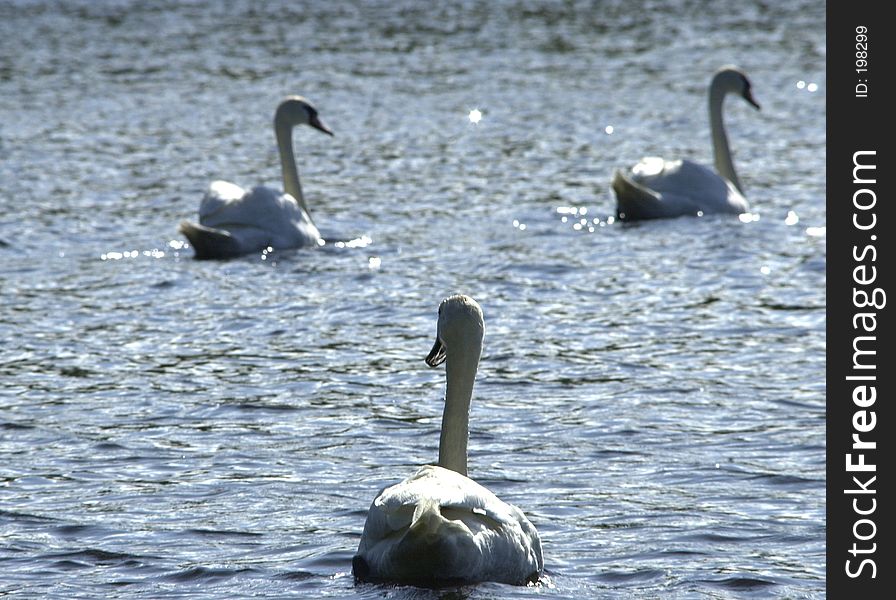 Beautiful swans in a pond