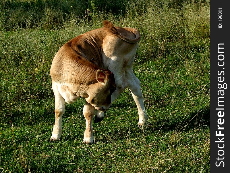 Is cow cub which eat grass. Is cow cub which eat grass.