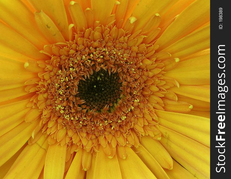 Yellow gerbera in detail