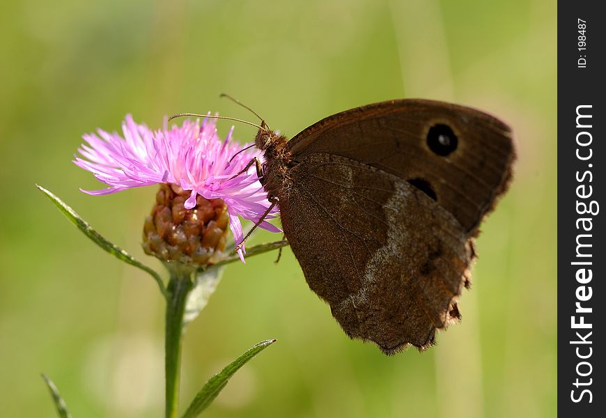 Butterfly on a pink backlit flower