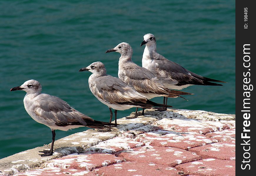 Four seagulls sitting on a pier