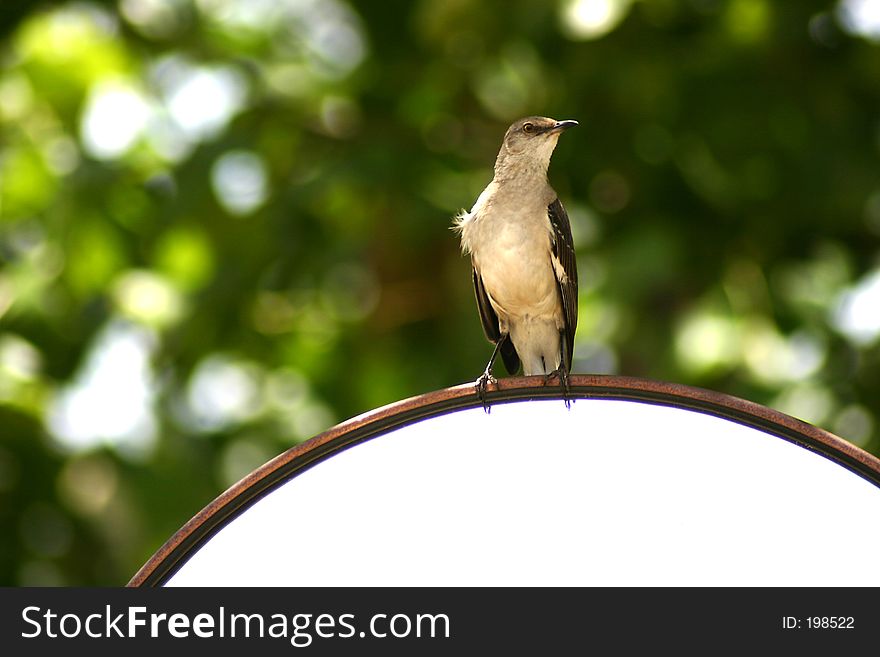 A photograph taken of a bird perched on a oval parking lot mirror. A photograph taken of a bird perched on a oval parking lot mirror.