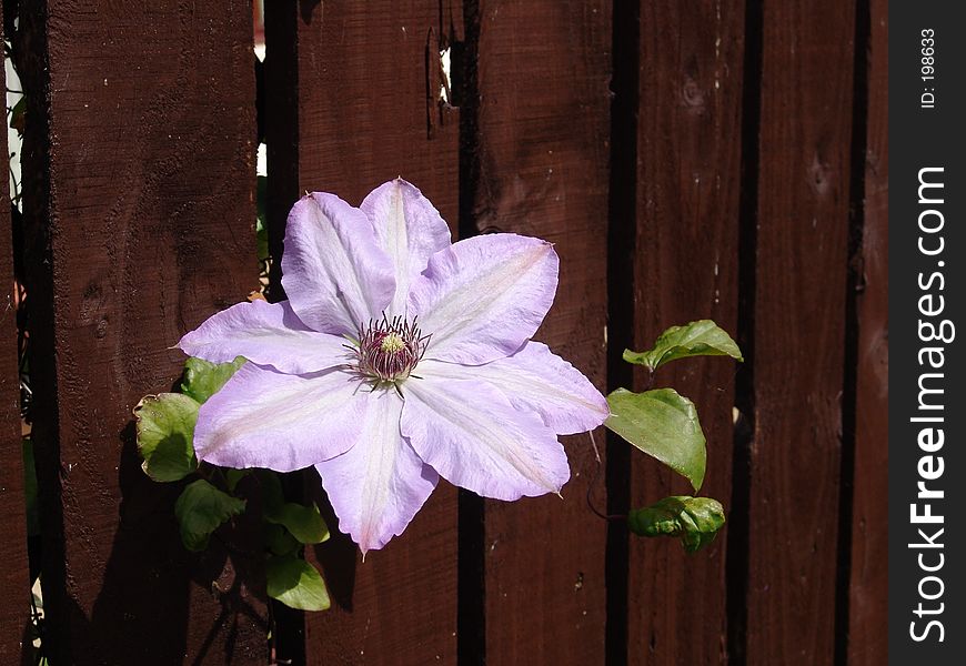 A flower peers through a fence. A flower peers through a fence