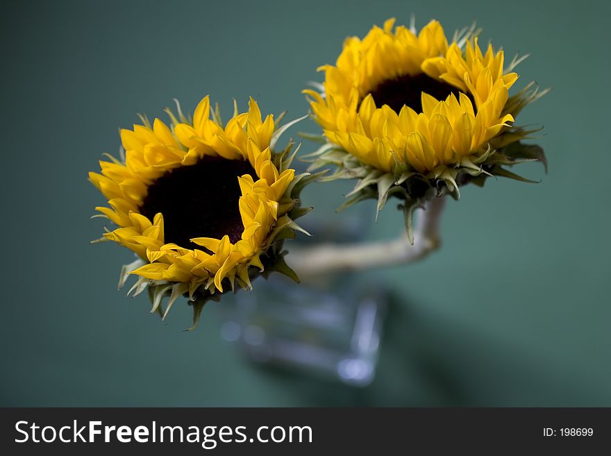 Two sunflowers in vase with vase blurred in backround, on green