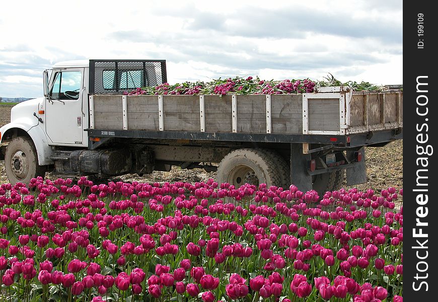 A truck full of tulips. A truck full of tulips.