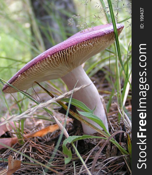 Curved mushroom