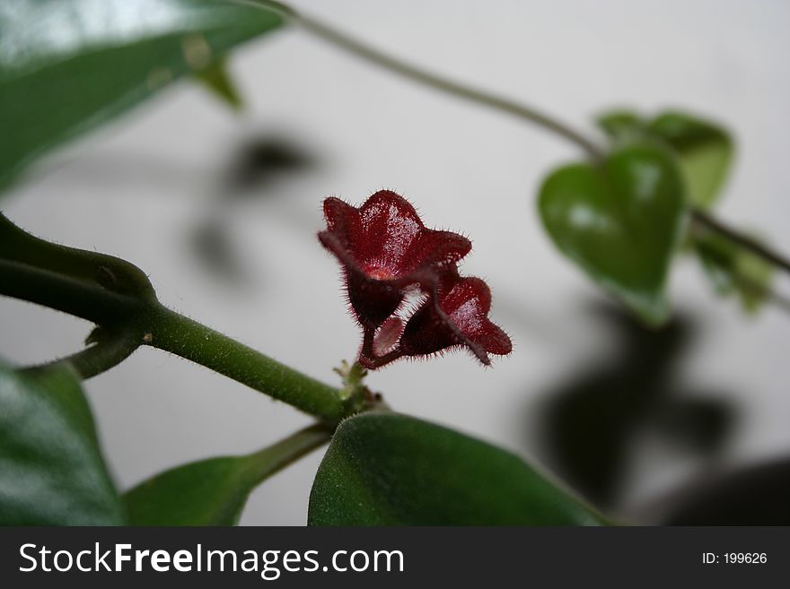 A plant flowering with red flowers. A plant flowering with red flowers