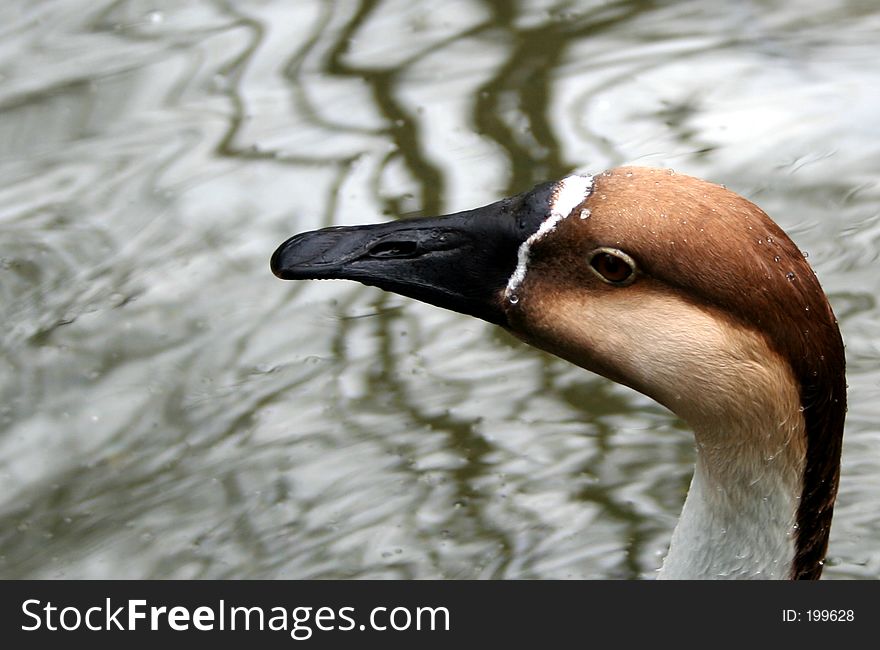 The head of a duck. The head of a duck