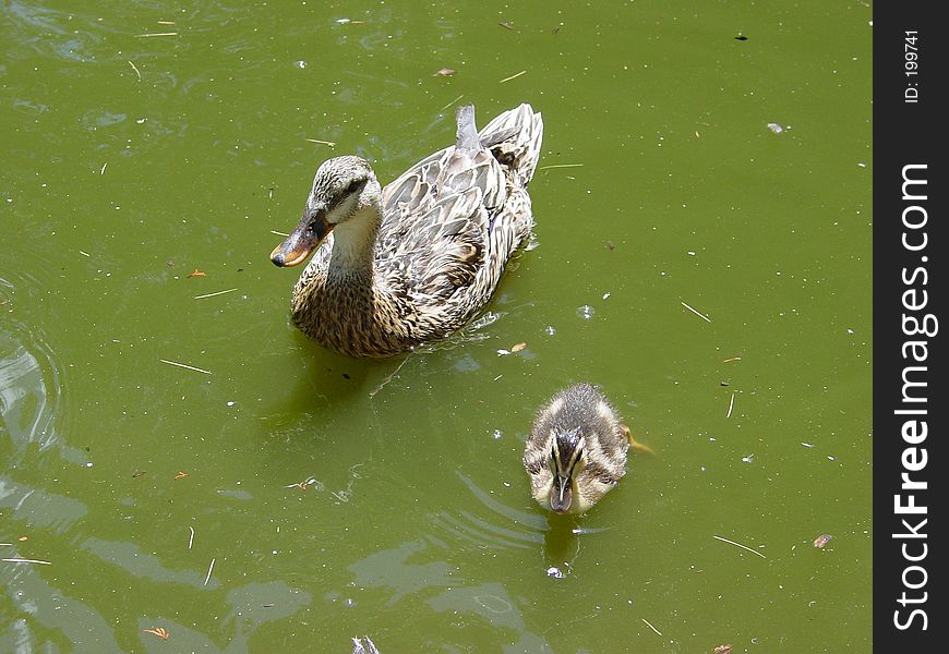 2 ducks swimming in a dirty pond. 2 ducks swimming in a dirty pond.