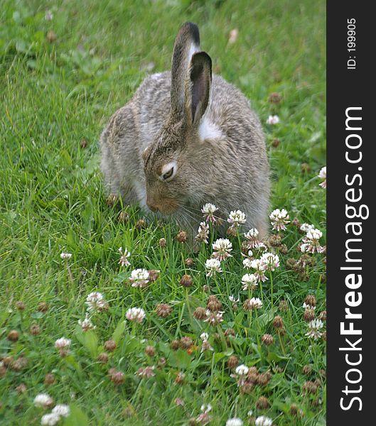 A rabbit in clover.