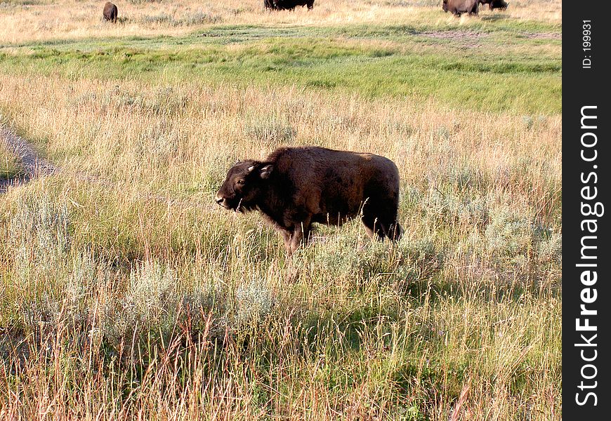 A baby bison (buffalo) who was part of a herd at Yellowstone National Park. A baby bison (buffalo) who was part of a herd at Yellowstone National Park