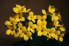 Flower Stock Photography Flower Stock Photography