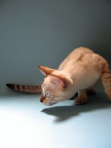 Alert Bengal Kitten - Snow Bengal Cat Stock Photo