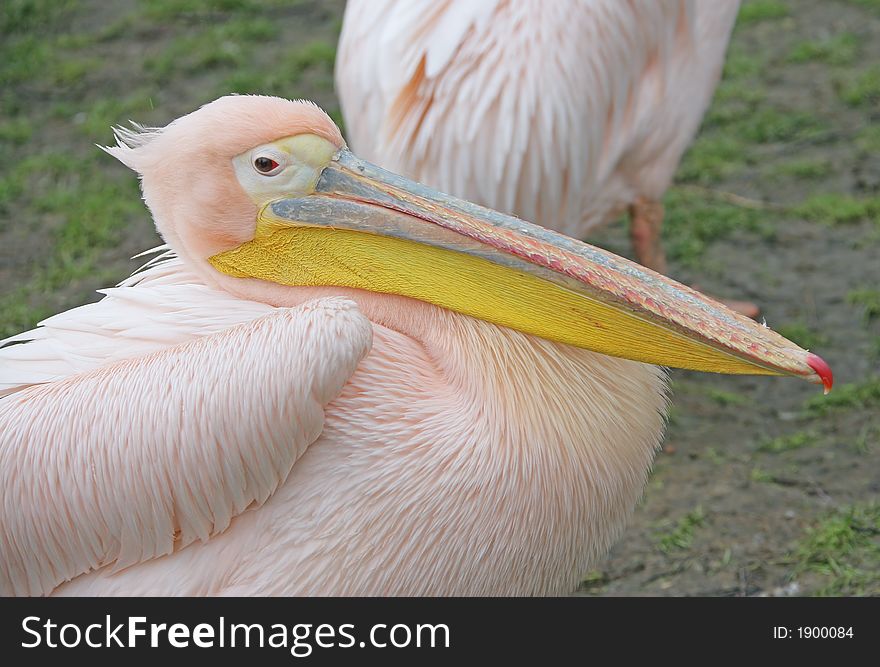 Portrait of Nice Pink Pelican. Portrait of Nice Pink Pelican