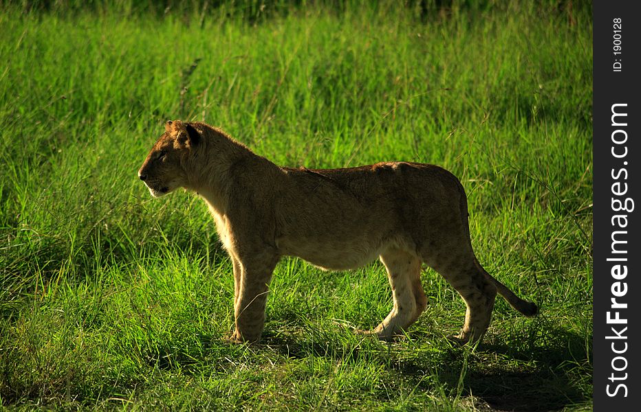 A lion cub stood in the grass Masai Mara National Reserve Kenya Africa