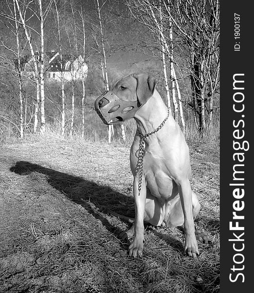 Dog Rhodesian Ridgeback, imported from Africa