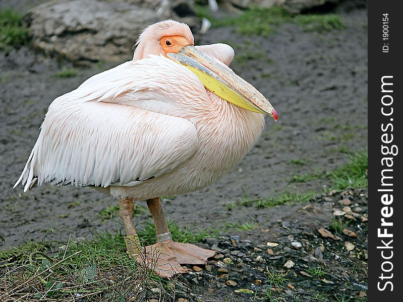 Portrait of Nice Pink Pelican. Portrait of Nice Pink Pelican