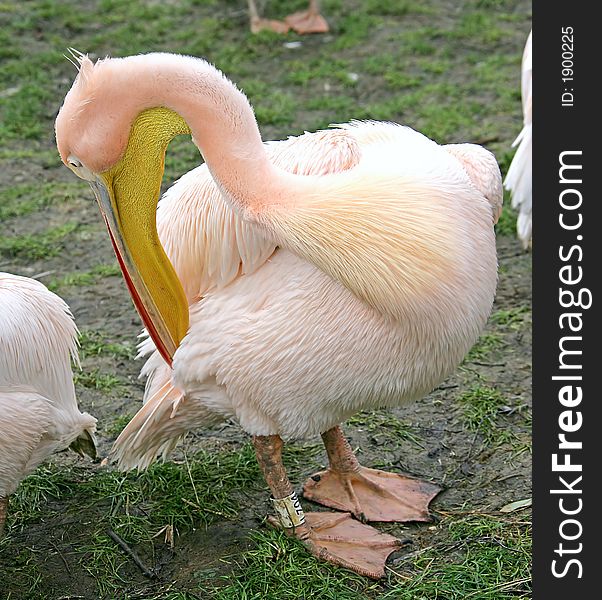 Portrait of Nice Pink Pelican. Portrait of Nice Pink Pelican