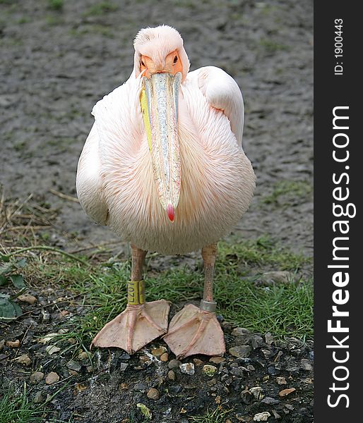 Portrait of Nice Pink Pelican. Portrait of Nice Pink Pelican