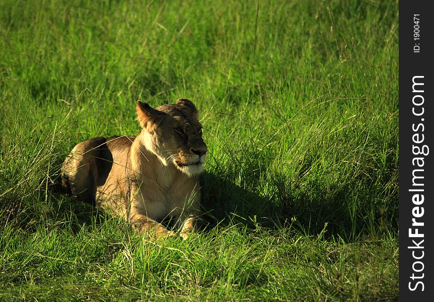 Female lion / lioness laid in the grass Masai Mara National Reserve Kenya Africa