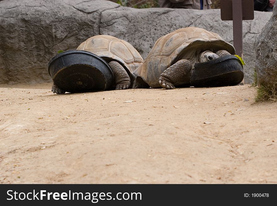 Two tortoises eagerly eating lunch. Two tortoises eagerly eating lunch.