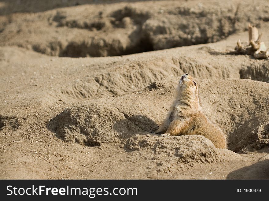 A prairie dog comes out of its burrow to call. A prairie dog comes out of its burrow to call.