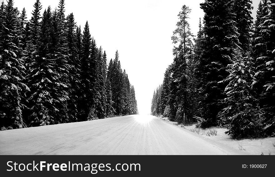 A shot down a street with evergreens on both sides. A shot down a street with evergreens on both sides