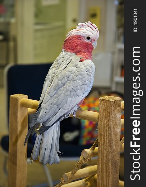 Rose Breasted Cockatoo Standing on a Perch in a Bird Store