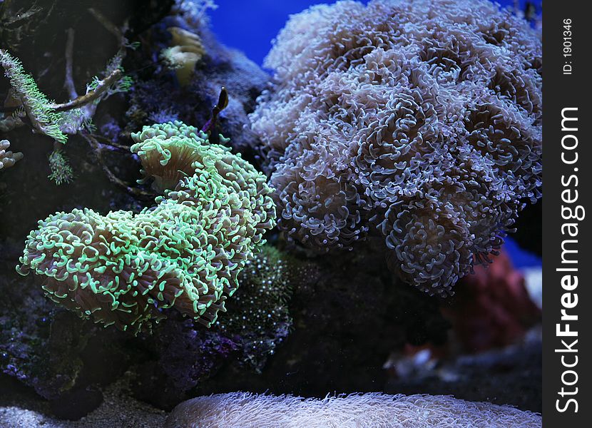 Photo of underwater tropical garden. Photo of underwater tropical garden